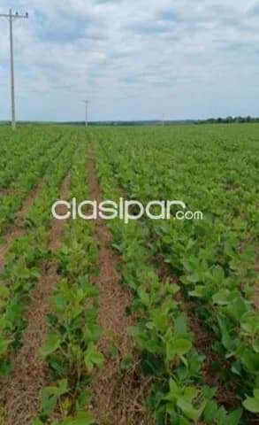 641 hectareas en caazapa cod 3653 — foto 3