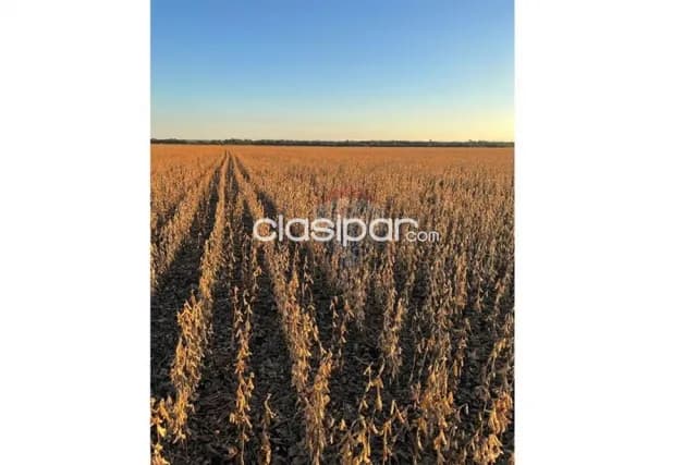 🌾 Oportunidad Única: Campo de 600 Hectáreas en San Pedro del Paraná, foto 3