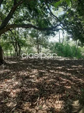 Oferta de 1 ha.en Nueva Colombia — foto 4