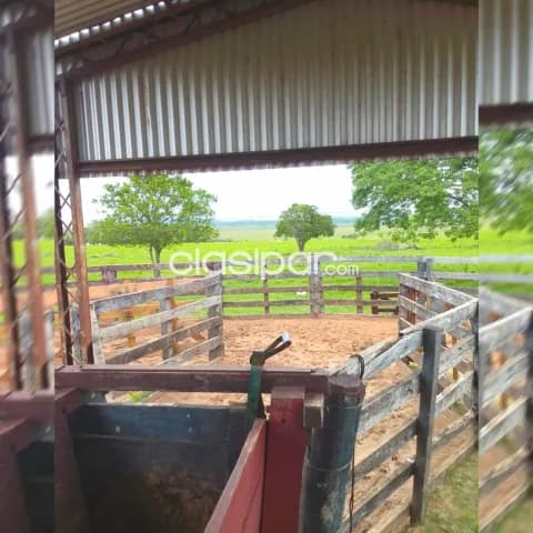 500 hectáreas con Pastura., total.: 900 ha. Tierra roja 💯%. Ganadería y Agricultura. Vdo, foto 5