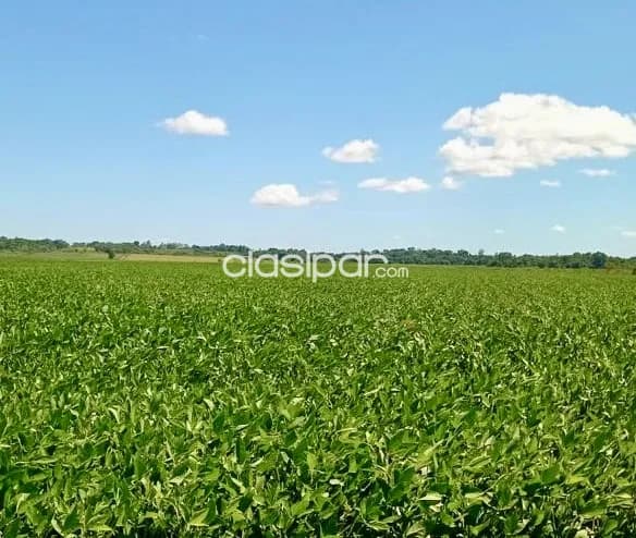 Campo Agrícola Mecanizado en San Pedro del Paraná - 680 Ha, foto 3