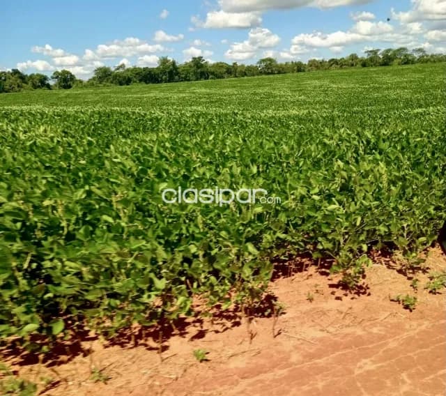 Campo Agrícola Mecanizado en San Pedro del Paraná - 680 Ha, foto 4