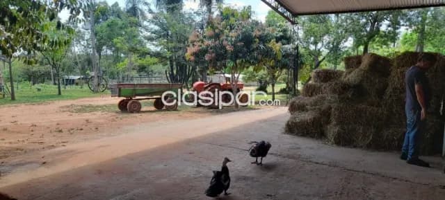 En venta – estancia de 23 hectáreas en carapegua (paraguarí) — foto 5