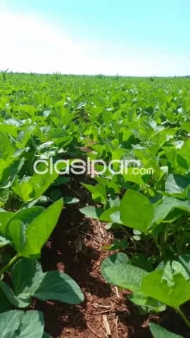 Pto. Adela, canindeyú, lago itaipu: 550 has, tierra colorada, revesera forestal mecanizada, foto 3