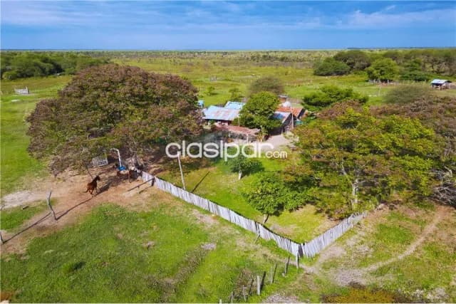 483 hectareas en villa franca -ñeembucu — foto 3