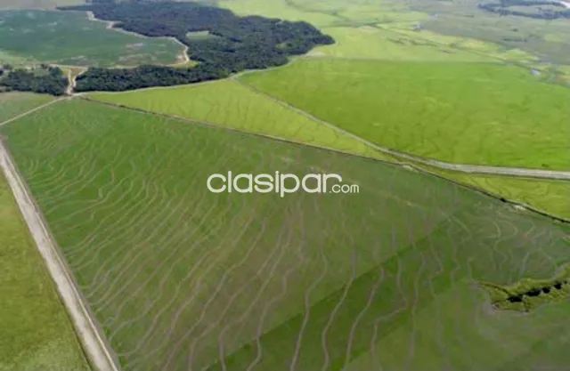 Campo Agrícola/Ganadero Mecanizado en Mbuyapey - 1242 Ha, foto 4