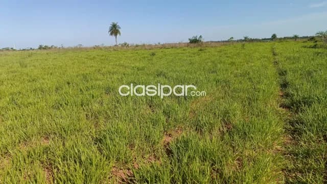 En venta! - Caaguazú 10 hectáreas - Sobre ruta internacional PY02, foto 5