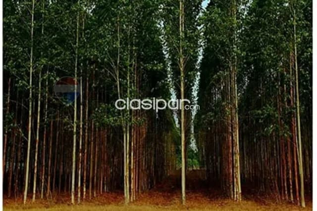 🌳 inversión forestal y productiva en san pedro | estancia operativa con alto retorno — foto 3