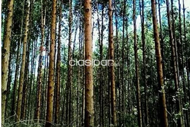 🌳 inversión forestal y productiva en san pedro | estancia operativa con alto retorno — foto 4