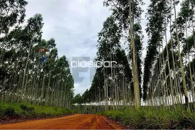 🌳 inversión forestal y productiva en san pedro | estancia operativa con alto retorno — foto 5
