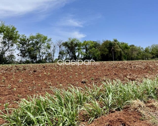 Campo Agrícola/Ganadero en Juan León Mallorquín - 20 Ha