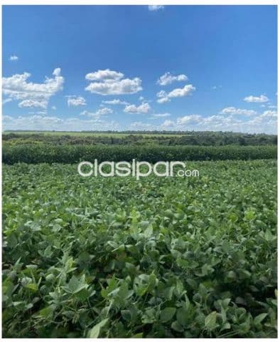 Alto parana, santa rosa del monday: 824 has mecanizadas, p/ plantíos, apta p/ transferir