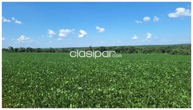 Alto paraná, iruña: 1000 has, tierra colorada, mecanizada p/ agricultura, infraestructura — foto 2