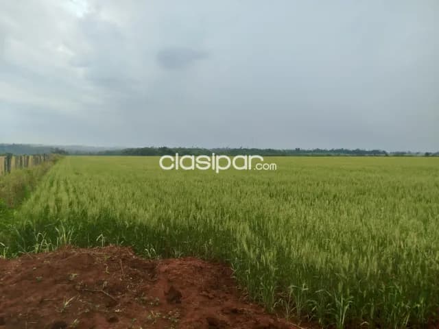 Campo Agrícola Mecanizado en Juan León Mallorquín - 50 Ha, foto 2