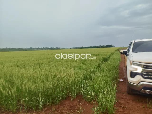 Campo Agrícola Mecanizado en Juan León Mallorquín - 50 Ha, foto 3