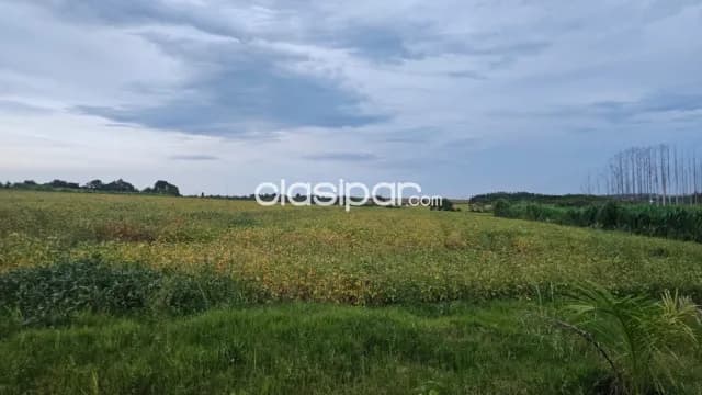 granja de 37.5 has. en Yguazu – Alto Parana, foto 2