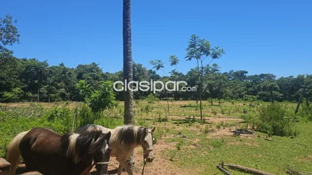 Granja en Altos con vistas al Lago Ypacarai - 5 Ha — foto 4