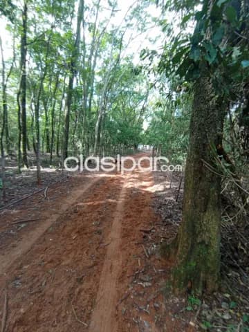 Hermoso tambo activo de 9 has sobre ruta en paraguari, foto 5