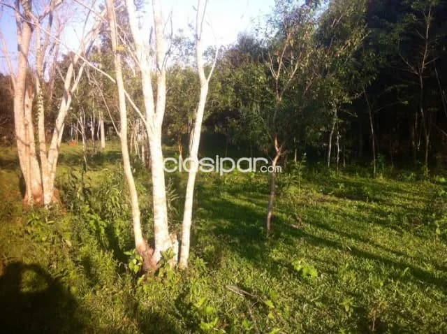 6 hectáreas en venta en Juan León Mallorquín, foto 4