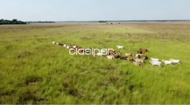 En venta campo 170 ha. - isla alta itapúa — foto 3