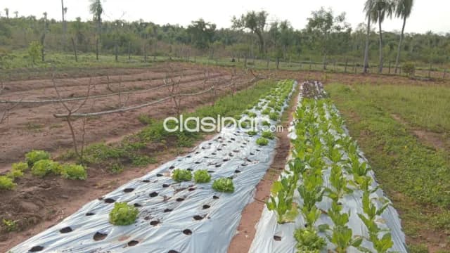 16 hectáreas en barrero grande, eusebio ayala cod 6104, foto 5