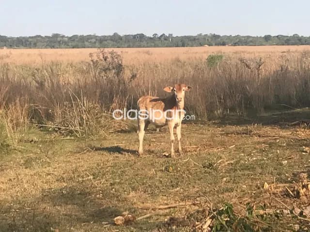 granja de 80 hs en Tobati con infraestructura — foto 4