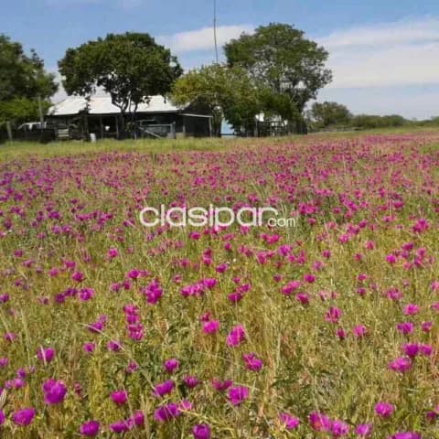 Campo de 5.310 Hectáreas, Zona Toro Pampa, Alto Paraguay - CLCS7786113, foto 2