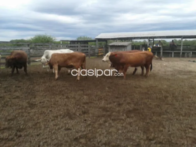 Campo de 5.310 Hectáreas, Zona Toro Pampa, Alto Paraguay - CLCS7786113, foto 3