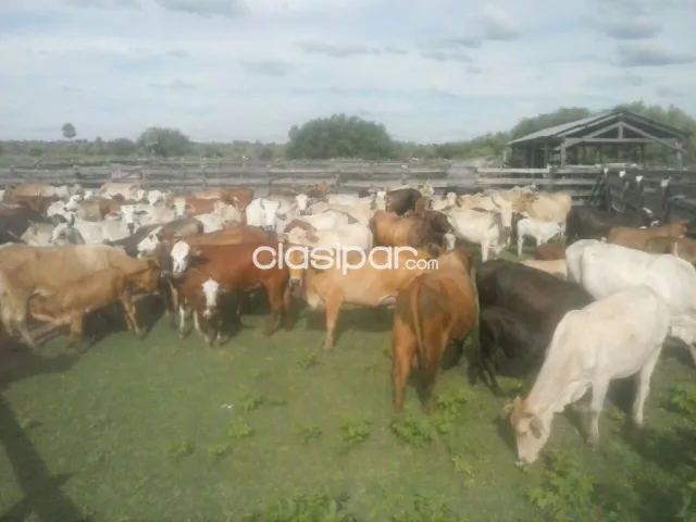 Campo de 5.310 Hectáreas, Zona Toro Pampa, Alto Paraguay - CLCS7786113, foto 4