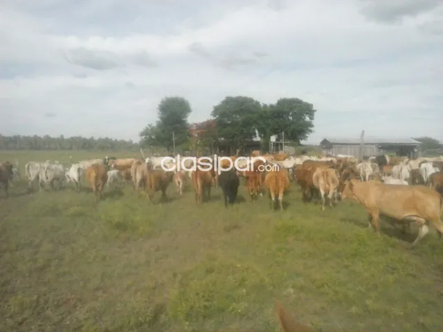 Campo de 5.310 Hectáreas, Zona Toro Pampa, Alto Paraguay - CLCS7786113, foto 5