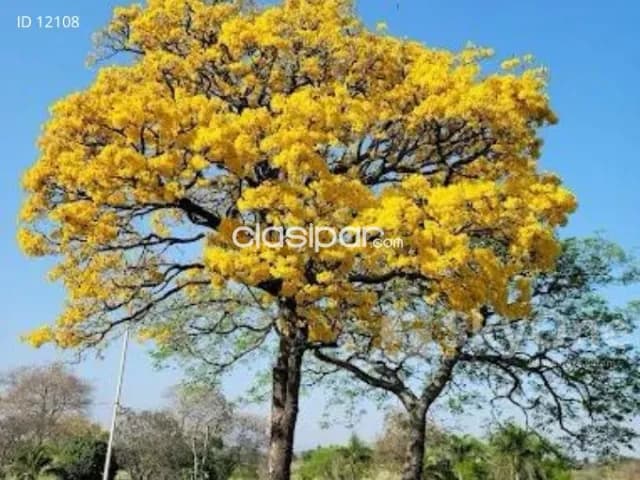 Terreno arroyos y esteros, foto 5