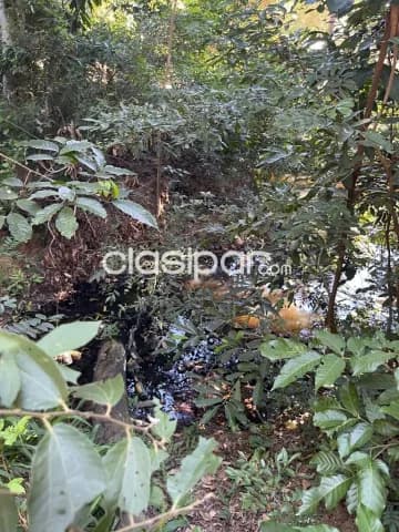 Terreno 3.810m2 en tarumandy-Luque — foto 3