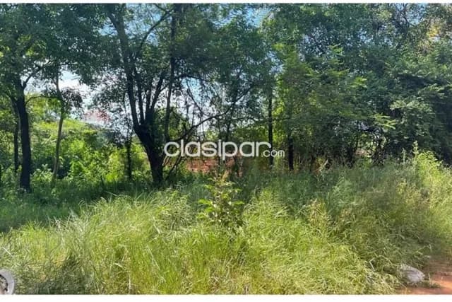 Terreno de 1 Hectárea en Luque — foto 4