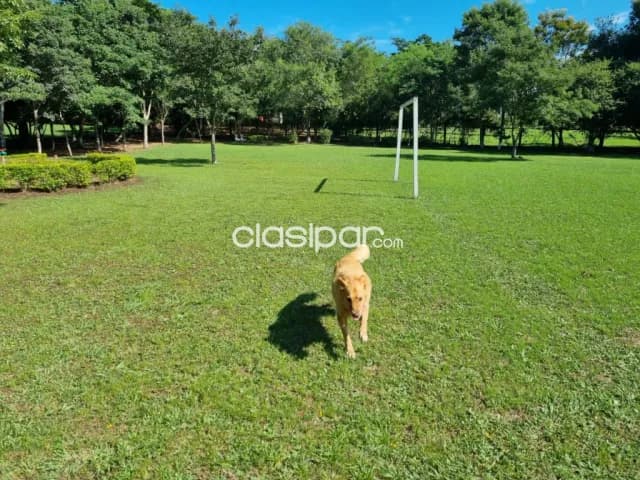 En venta 7 hectáreas en Nueva Colombia, foto 4