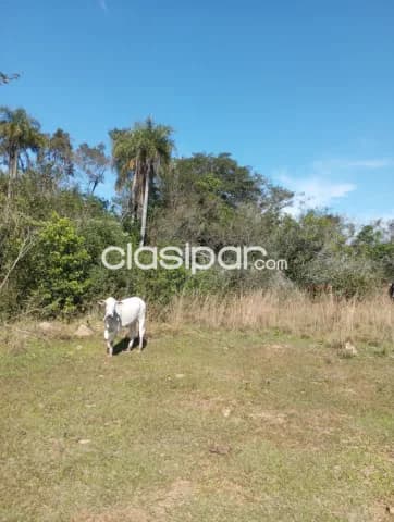 6 hectareas itacurubi de la cordillera, foto 4