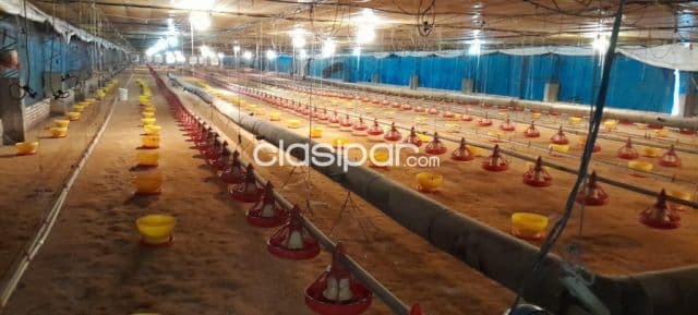 De granja avicola en villeta zona alta cod 1225 — foto 1