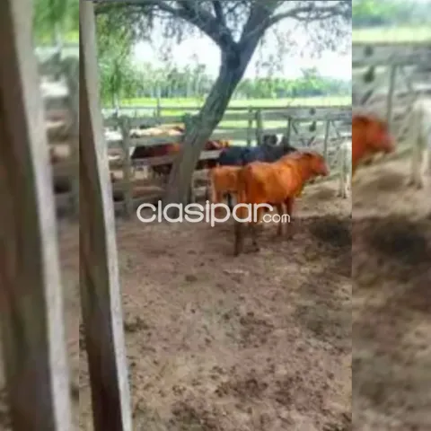 204 hectareasen Venta bajo Chaco a 195 km de Asu., RMTO Ó CDO O FINANCIO EN 4 PAGOS PRENDA — foto 2