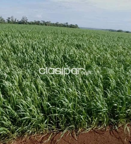 Campo Agrícola Mecanizado en Alto Verá - 543 Ha