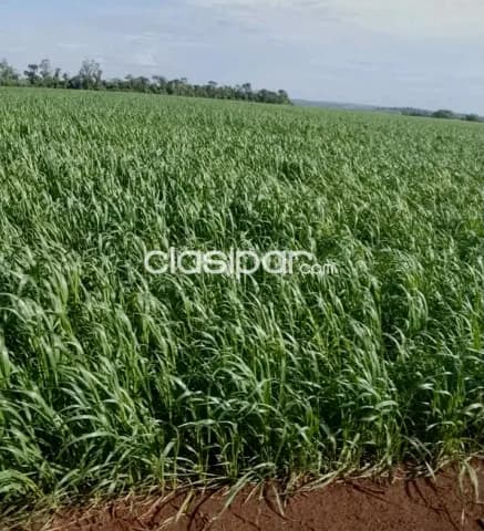 Campo Agrícola Mecanizado en Alto Verá - 543 Ha, foto 2