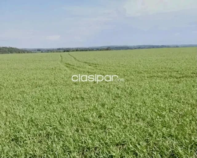 Campo Agrícola Mecanizado en Alto Verá - 543 Ha, foto 3
