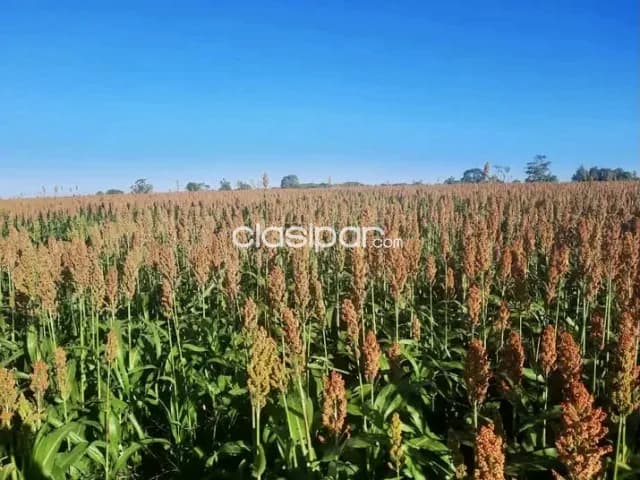 Campo Agrícola Mecanizado en Alto Verá - 543 Ha, foto 5
