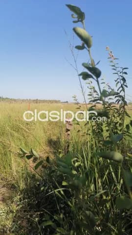 Campo de 533 Hectáreas en el Distrito de Villa del Rosario - CLCS7897346, foto 3