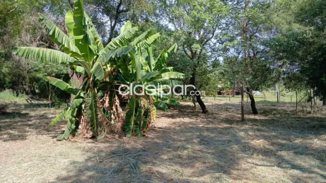 5 Terrenos Juntos o Separados en Limpio, Fracción San Marcos COD 6413, foto 3