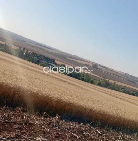 Campo Agrícola Mecanizado en Tomas Romero Pereira — foto 2