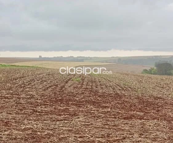 Campo Agrícola Mecanizado en Tomas Romero Pereira — foto 3