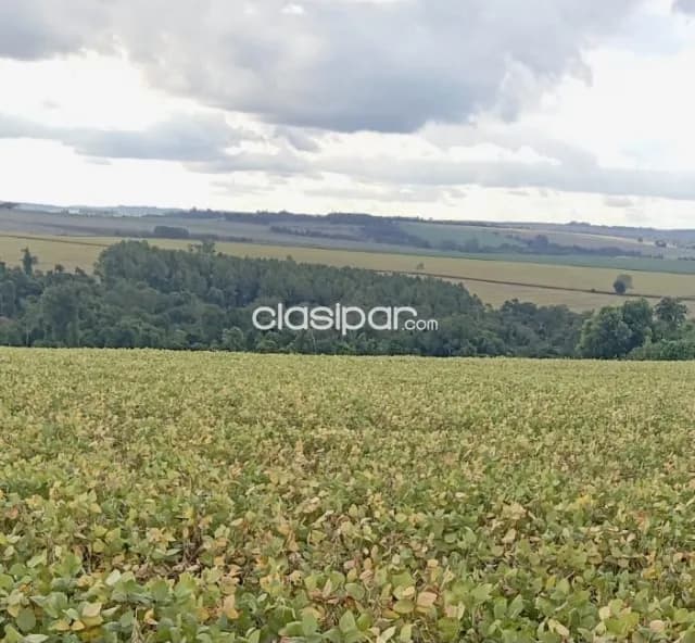 Campo Agrícola Mecanizado en Itapua Poty - 210 Ha — foto 3