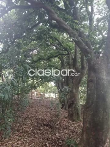 Terreno sobre asfalto en una calle lateral con vista al Paraná, foto 3