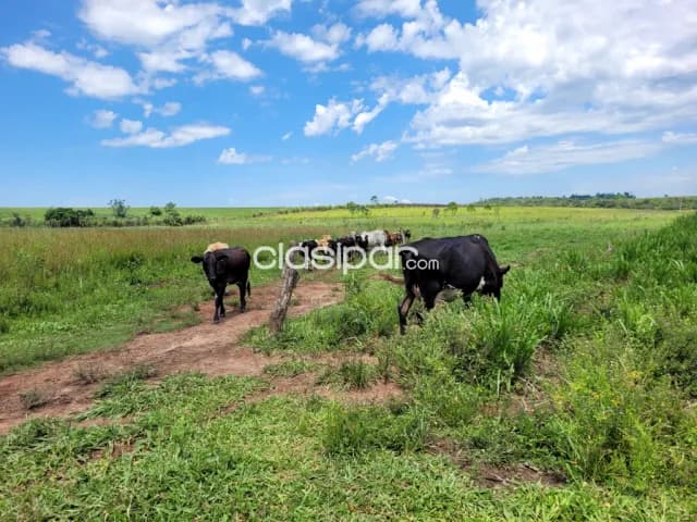 17 Hectáreas, En Caazapá, Distrito de Abai, Fracción Tacuara, foto 4