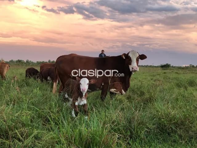 Propiedad de 3.750 Hectáreas en Pozo Colorado, Villa Hayes - CLCS7953234 — foto 4