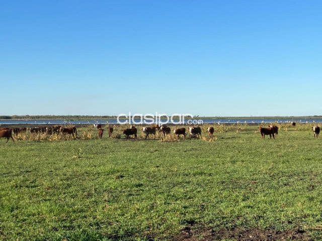 Propiedad de 3.750 Hectáreas en Pozo Colorado, Villa Hayes - CLCS7953234